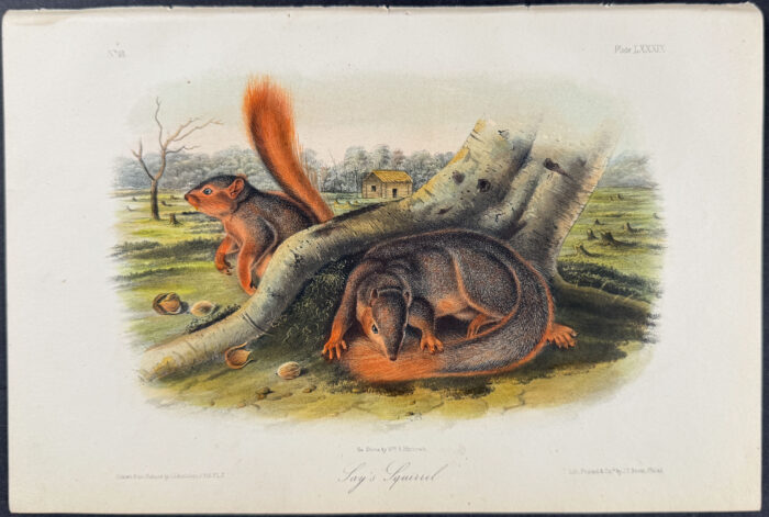 Say's Squirrel
