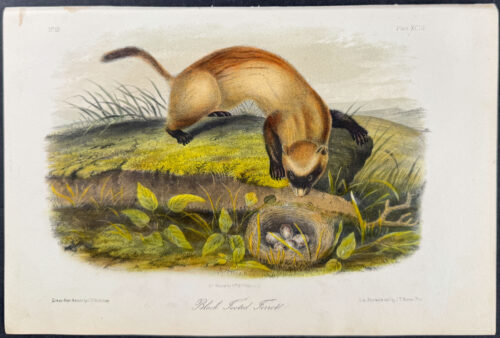Black Footed Ferret