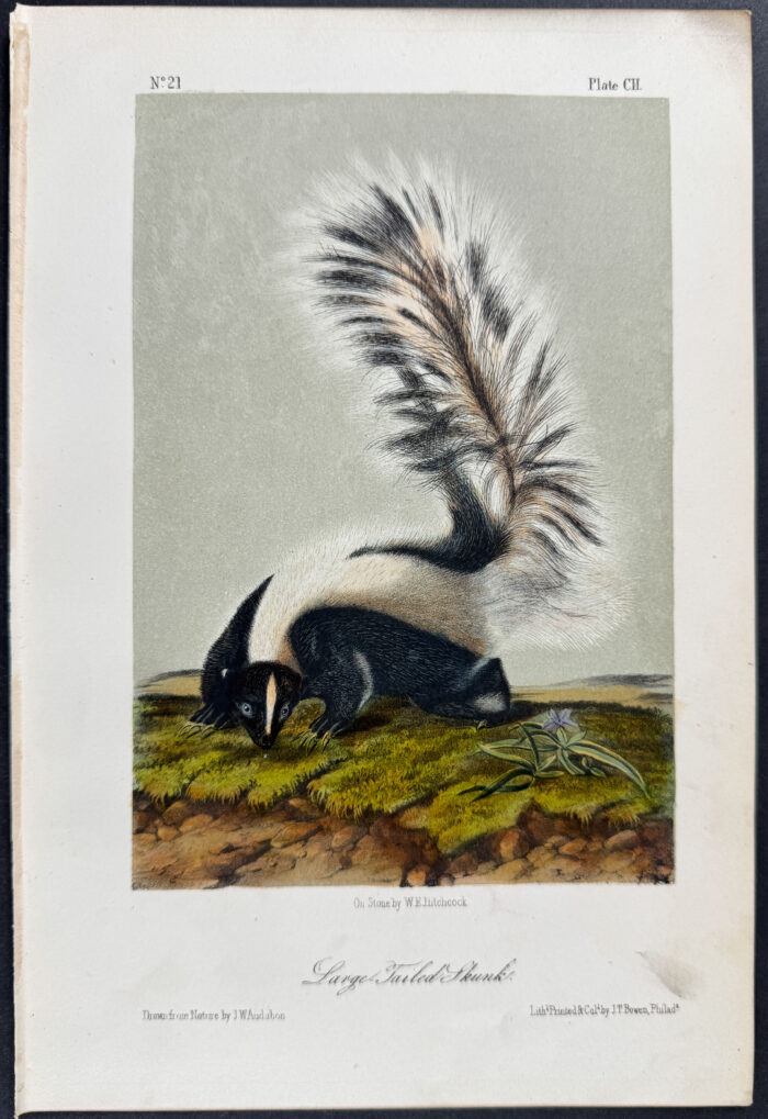 Large-tailed Skunk