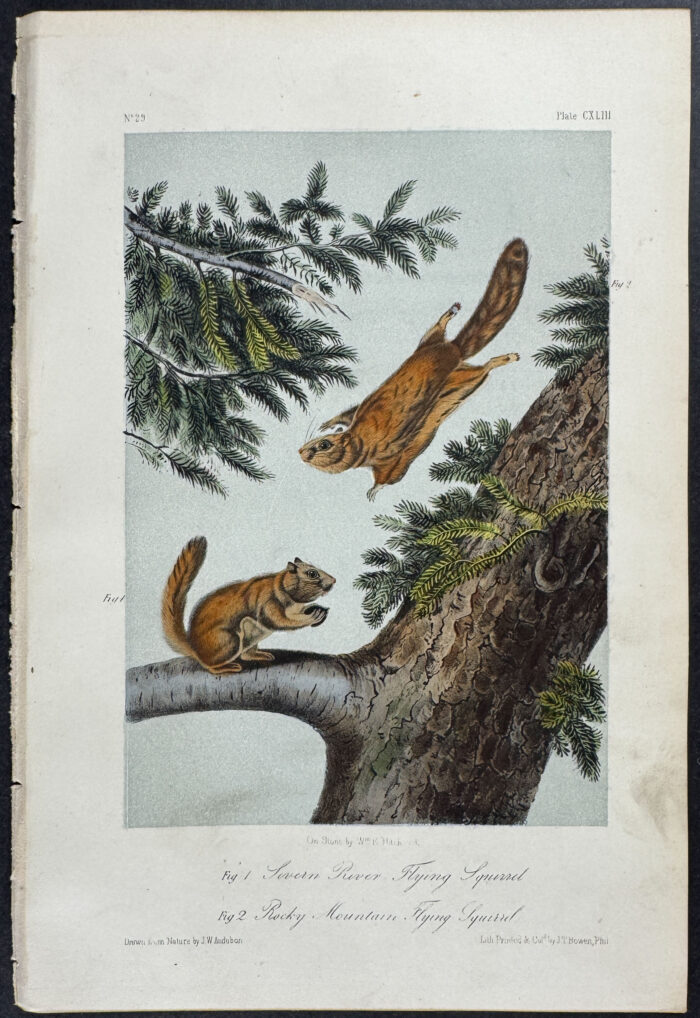 Severn River and Rocky Mountain Flying Squirrel