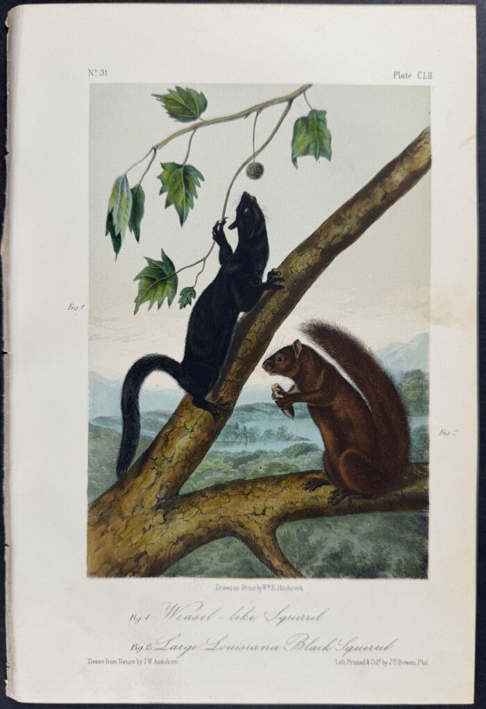 Weasel-like Squirrel and Large Louisiana Black Squirrel