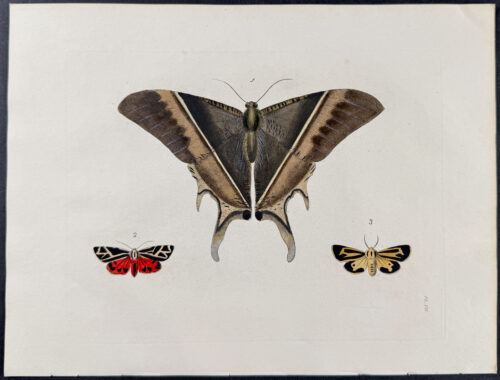 Moths