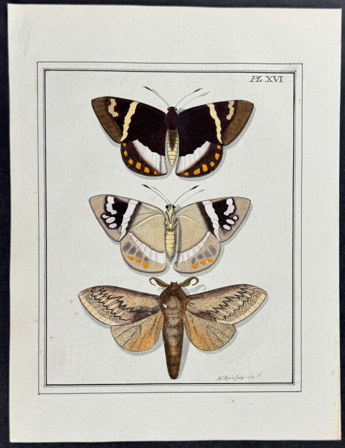 Butterflies & Moth