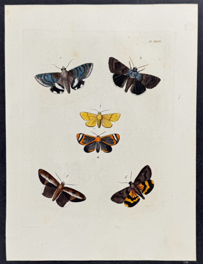Moths