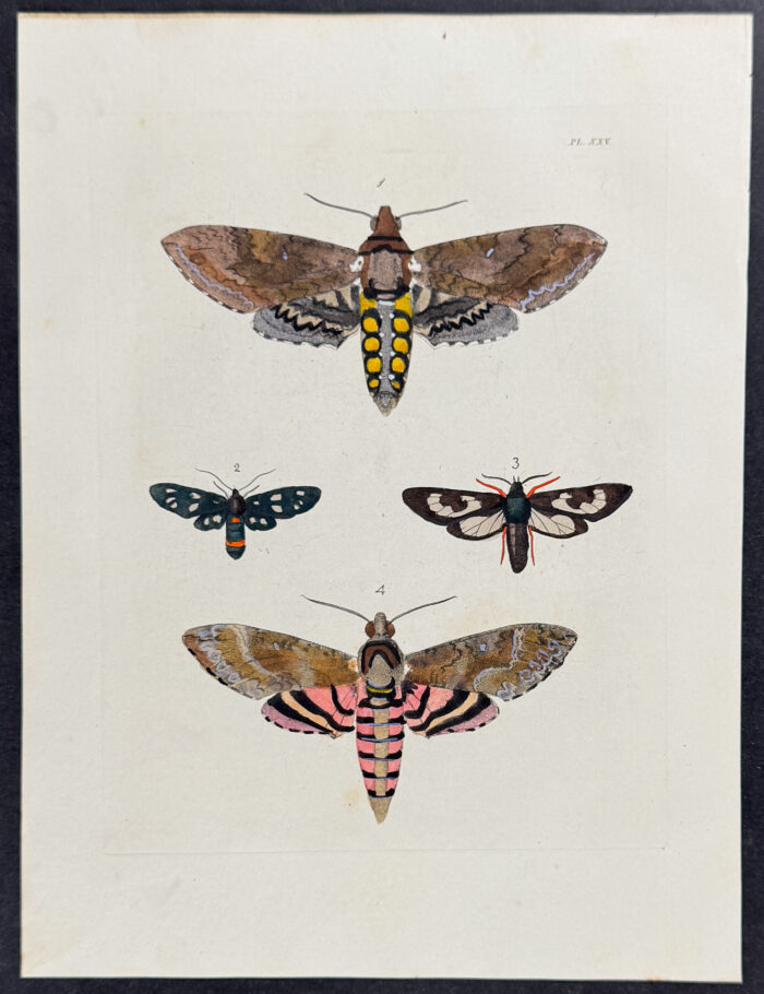 Moths