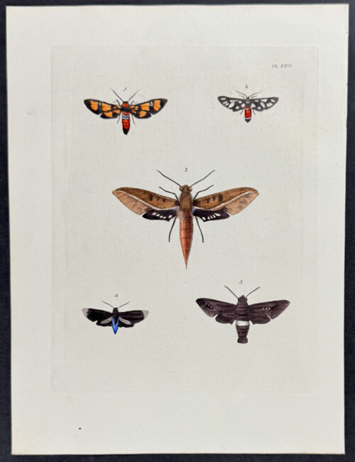 Moths