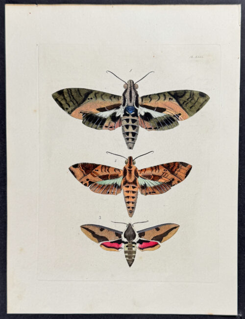 Moths