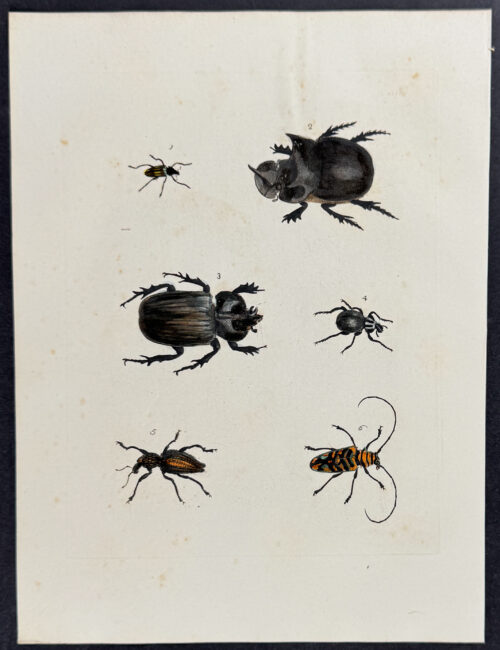 Beetles