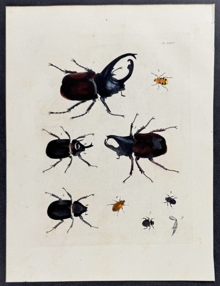 Beetles