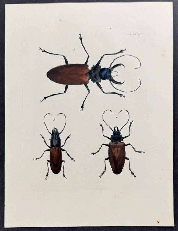Beetles
