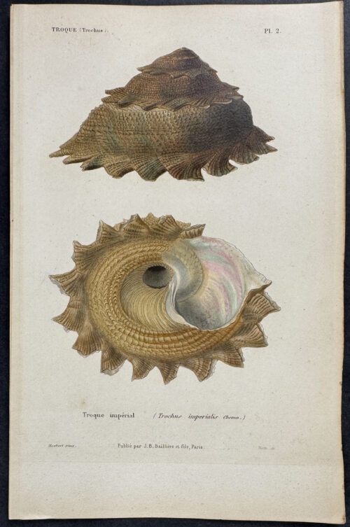 Shells