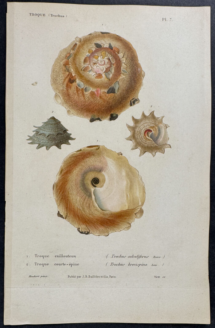 Shells