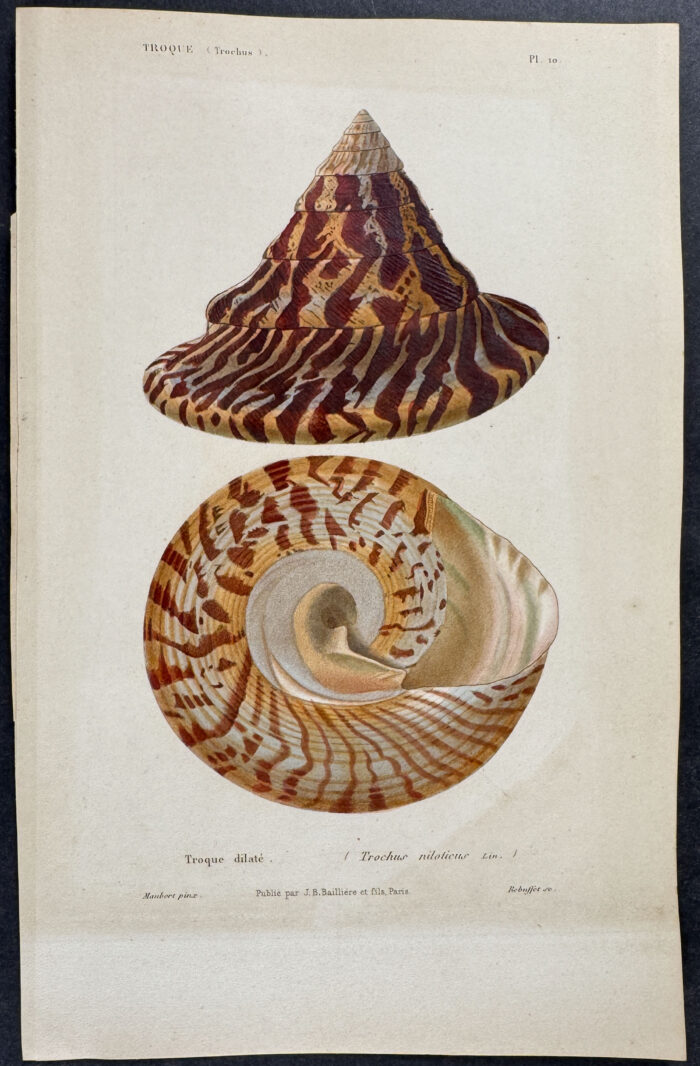 Shells