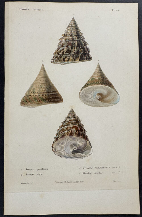 Shells