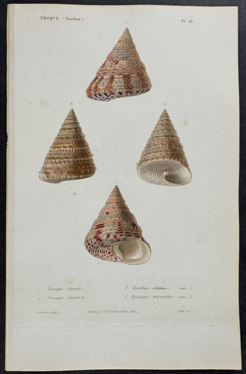 Shells