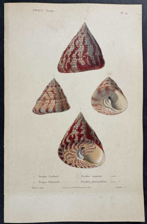 Shells