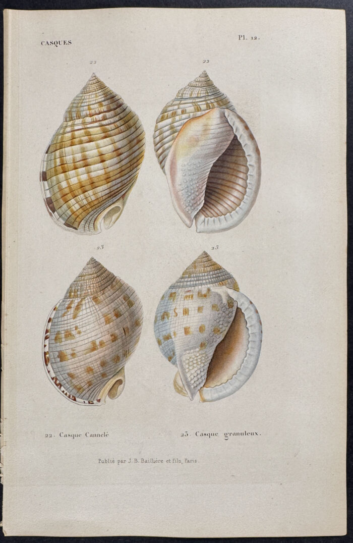 Shells