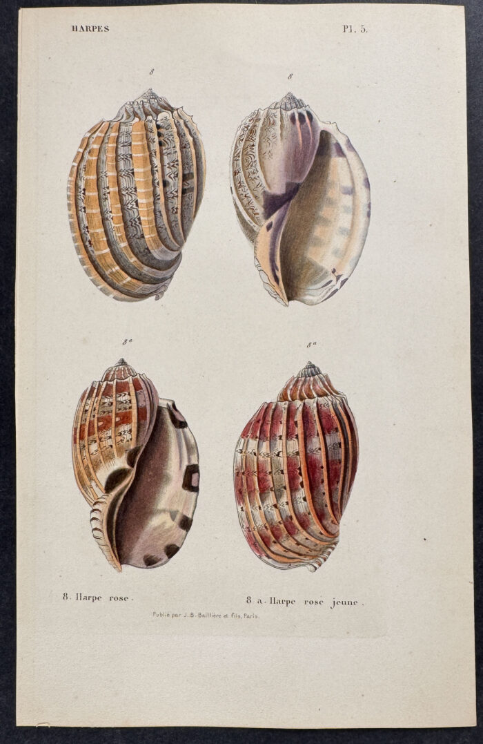 Shells