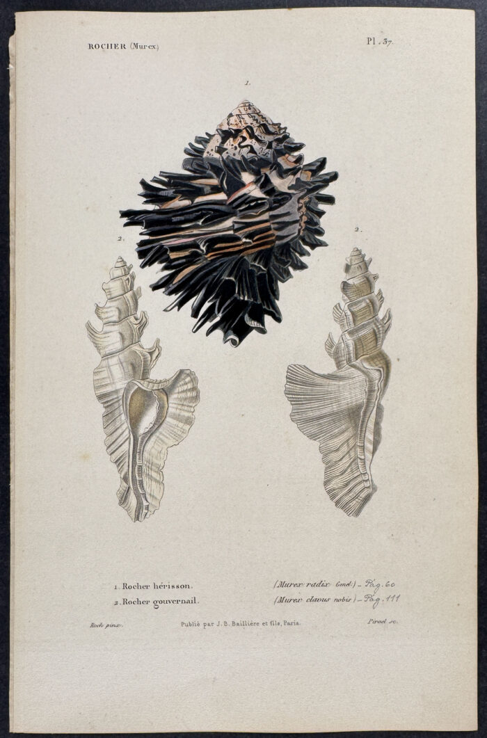 Shells