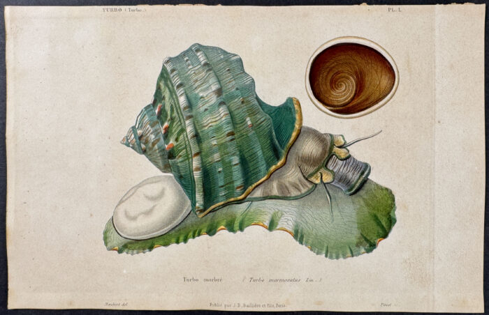 Shells