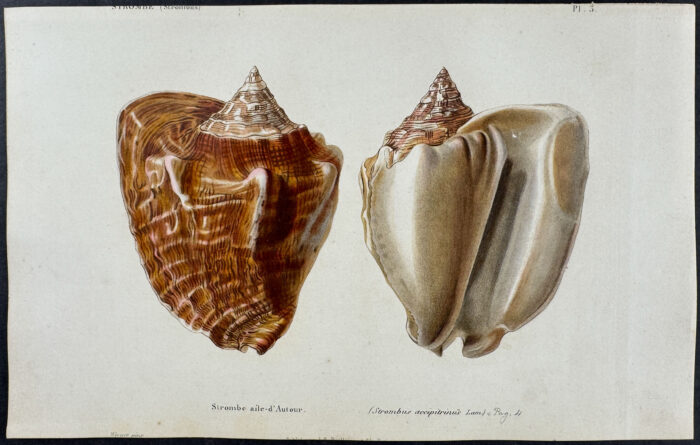 Shells