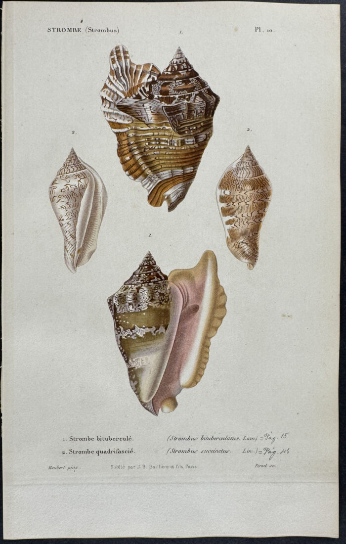 Shells