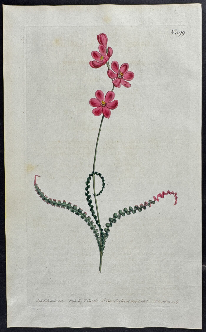 Curled-Leaved Ixia