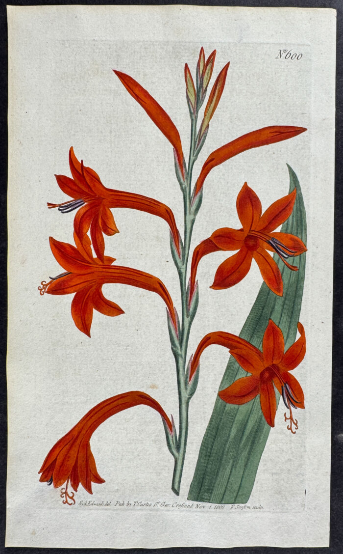 Scarlet Flag-leaved Watsonia