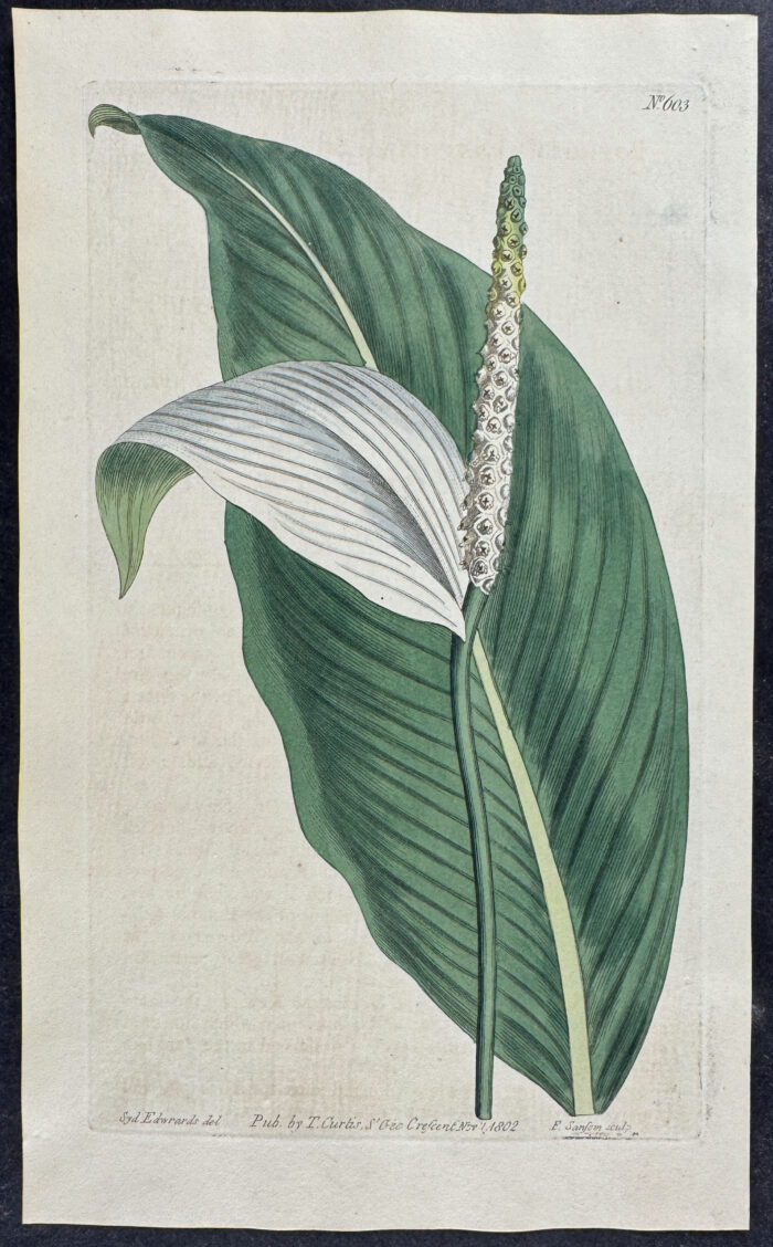 Sweet-Scented Pothos