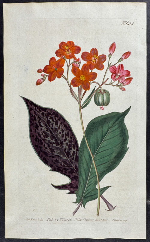 Fiddle-leaved Physic-nut