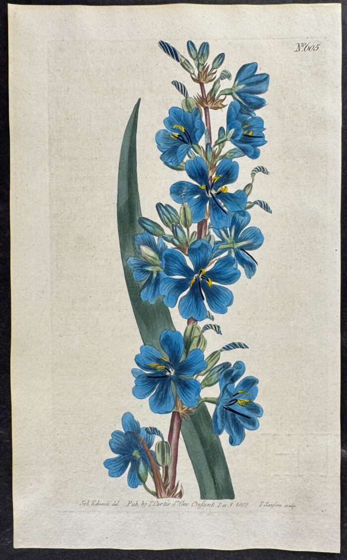 Tallest Aristea