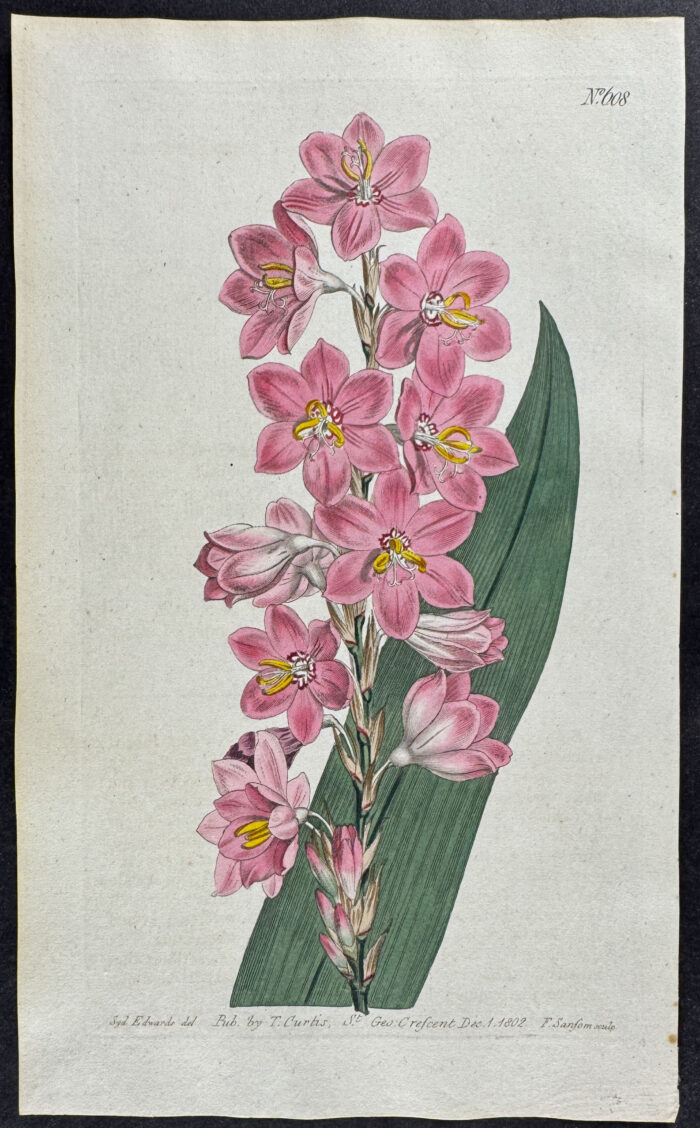 Long-spiked Watsonia