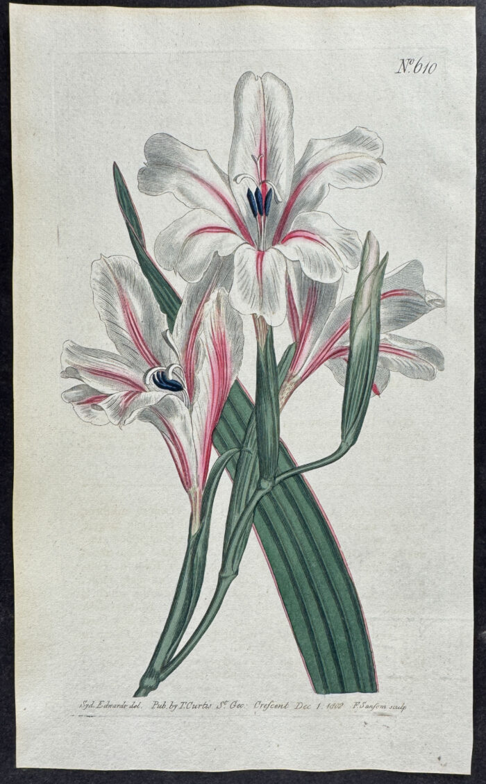 Large-flowered Corn-Flag