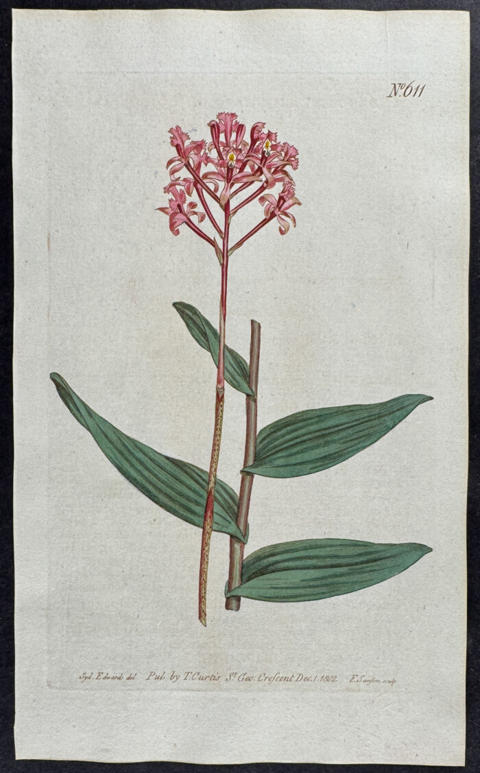 Long-Stalked Epidenrum