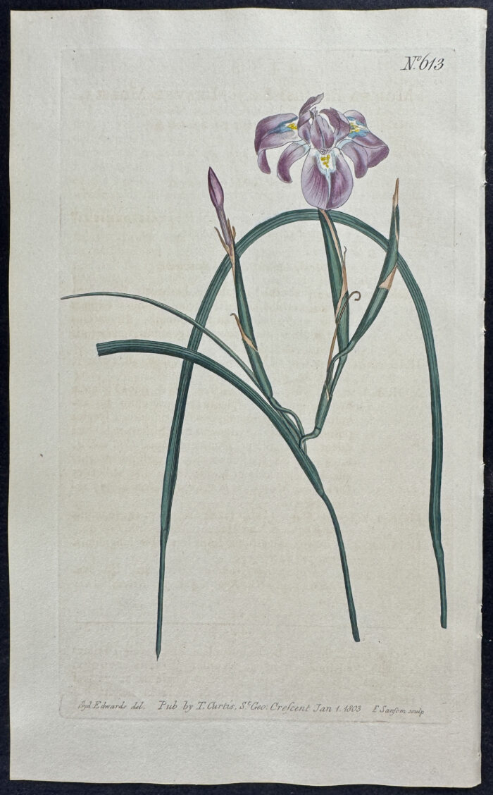 Long-Leaved Moraea