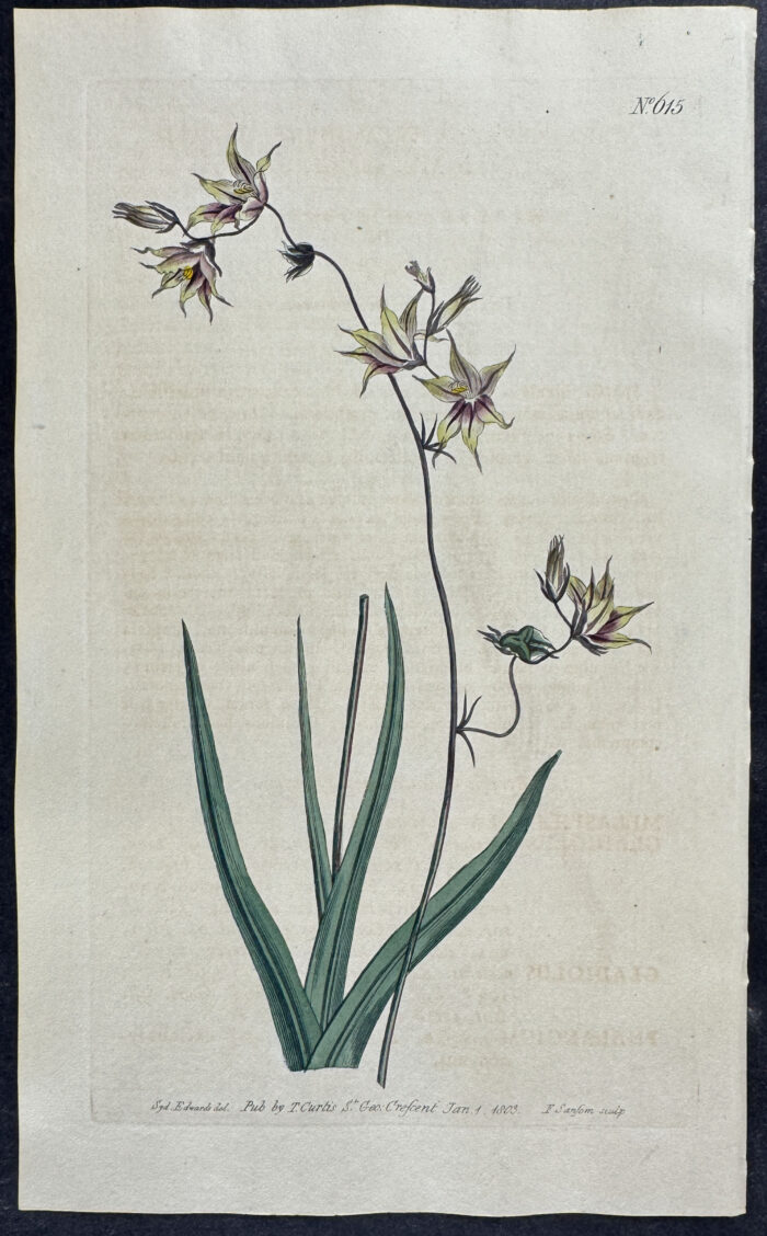 Grass-leaved Melasphaerula