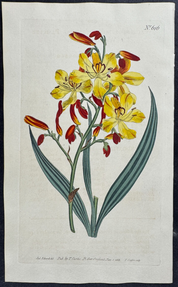 Panicled Wachendorfia