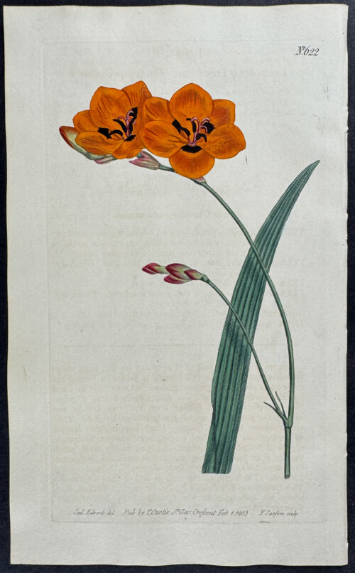 Copper-Colour Tritonia
