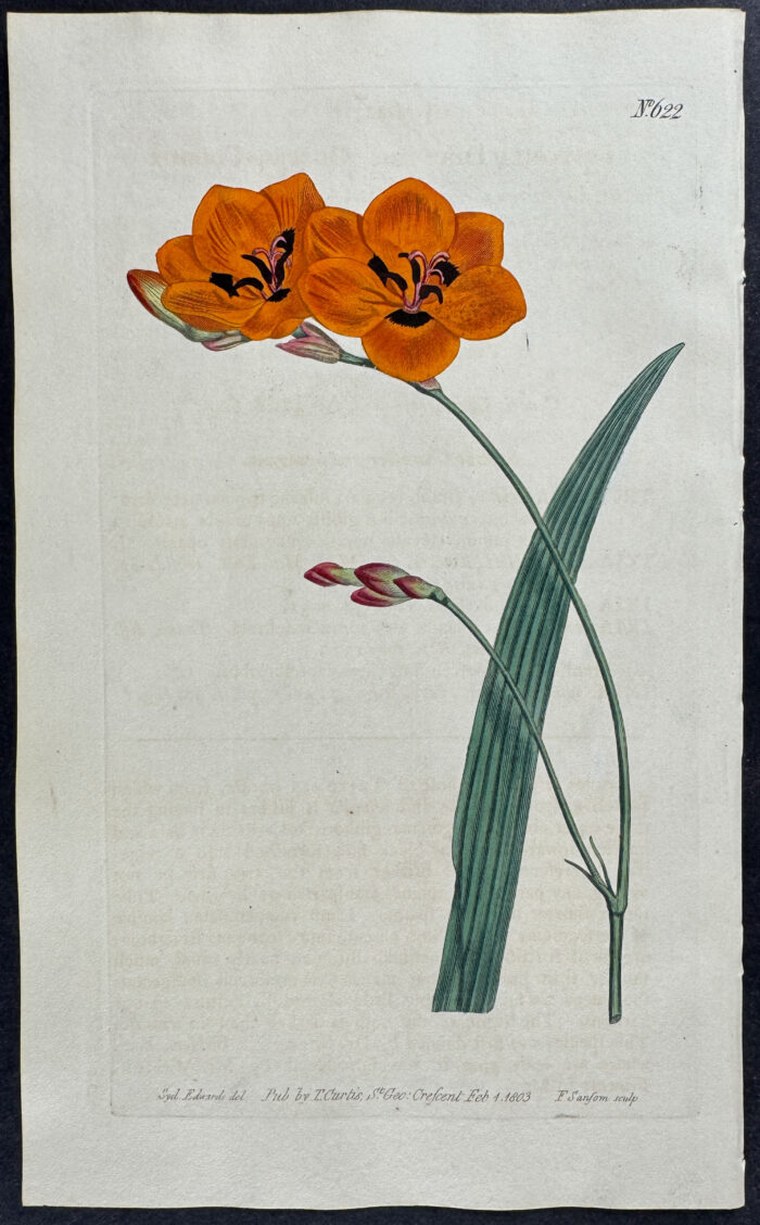 Copper-Colour Tritonia