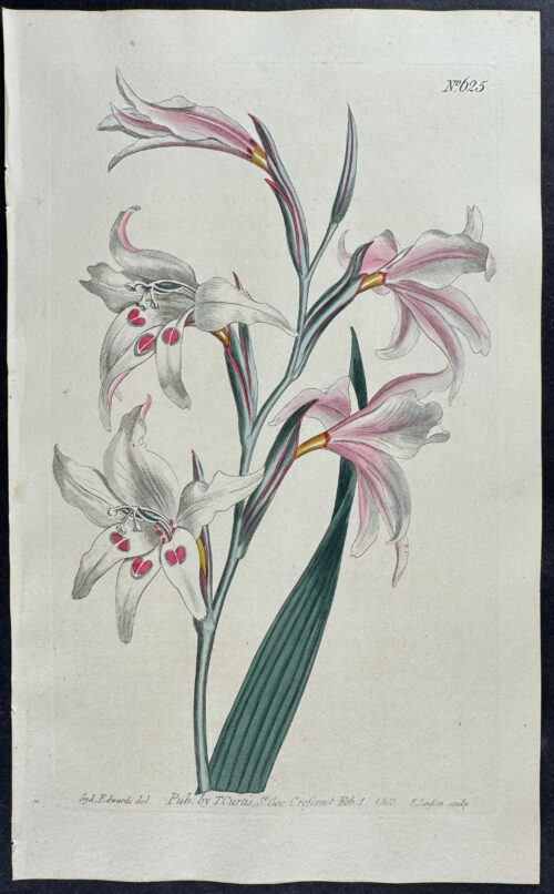 Fairest Corn-flag