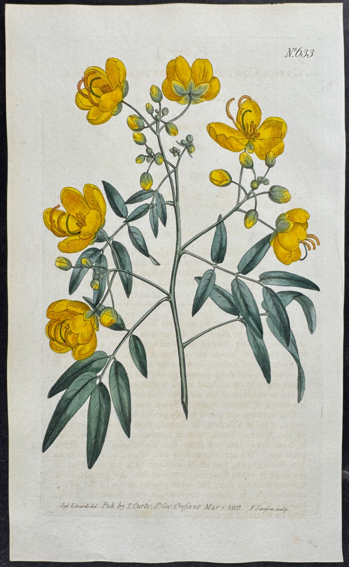 Corymbous Cassia