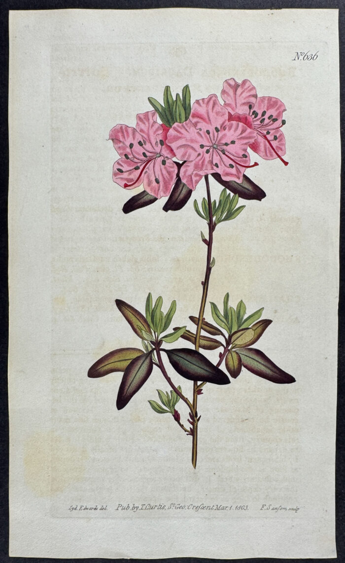 Dotted-leaved Rhododendron