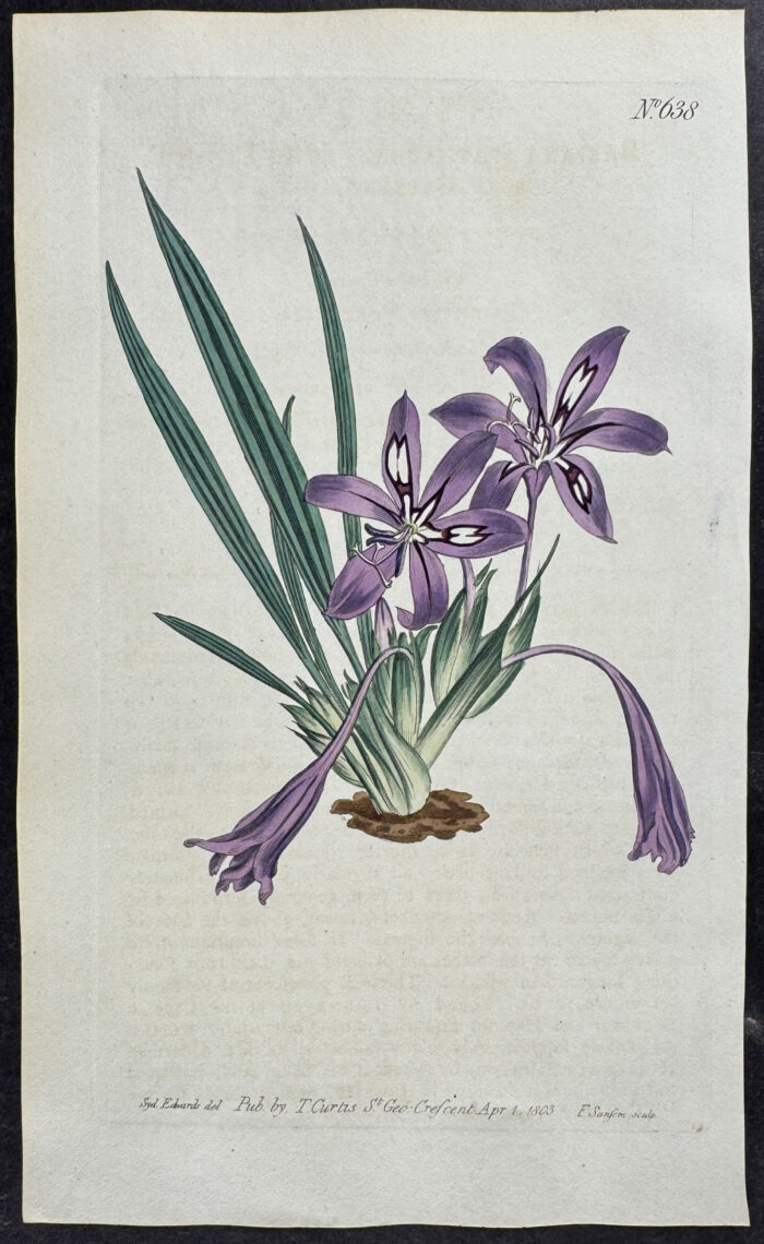 Stiff-leaved Babiana
