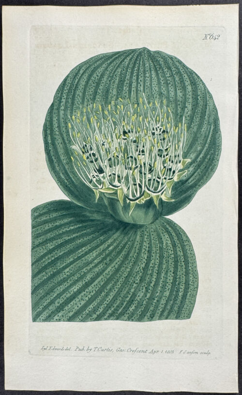 Shagreen-Leaved Massonia