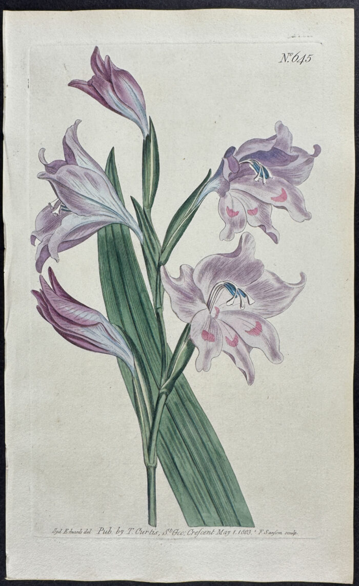 Pale-purple Cornflag