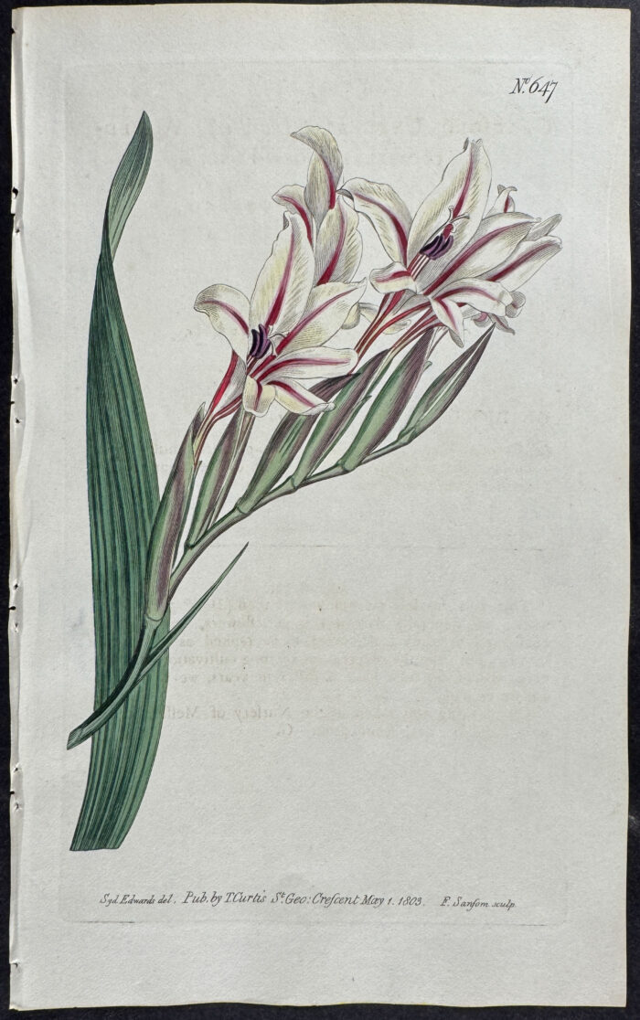 Waved-flowered Cornflag