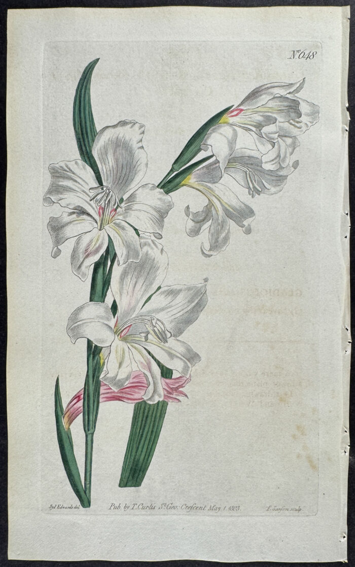 Snow-white Cornflag