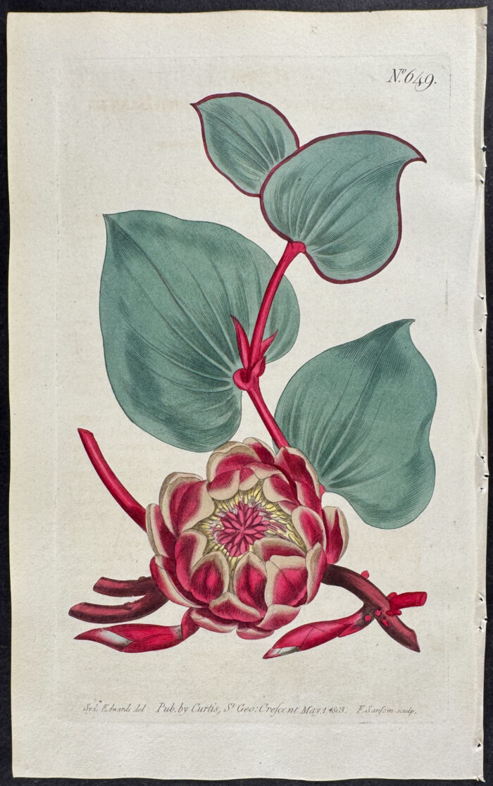 Heart-leaved Protea