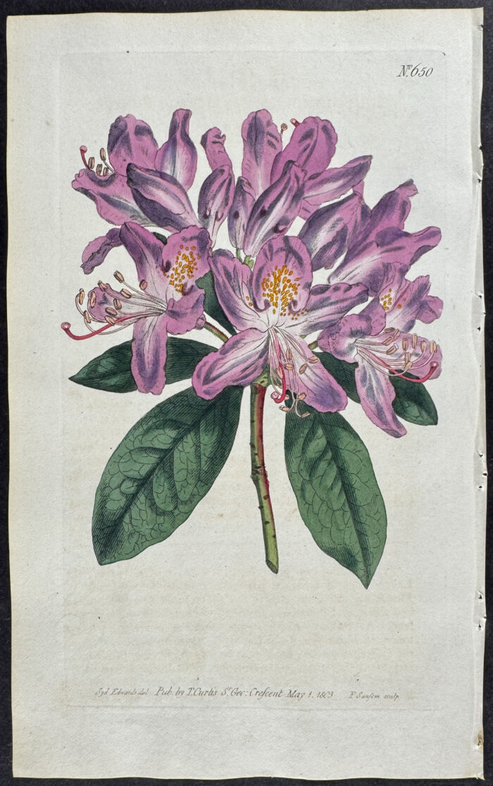 Purple Rhododendron