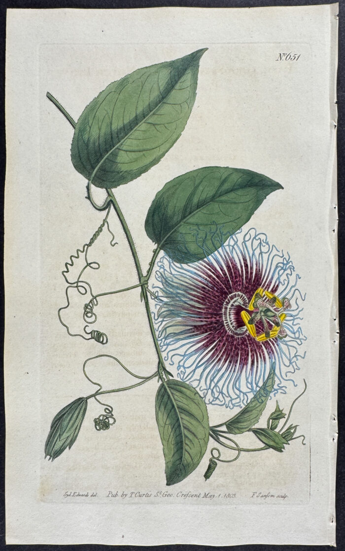 Notch-leaved Passion-Flower